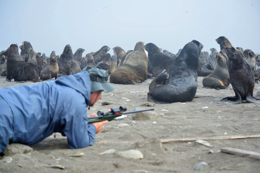Специалисты клуба "Бумеранг" и "Друзья океана" спасают тюленей. Обложка © Telegram / Клуб "Бумеранг"