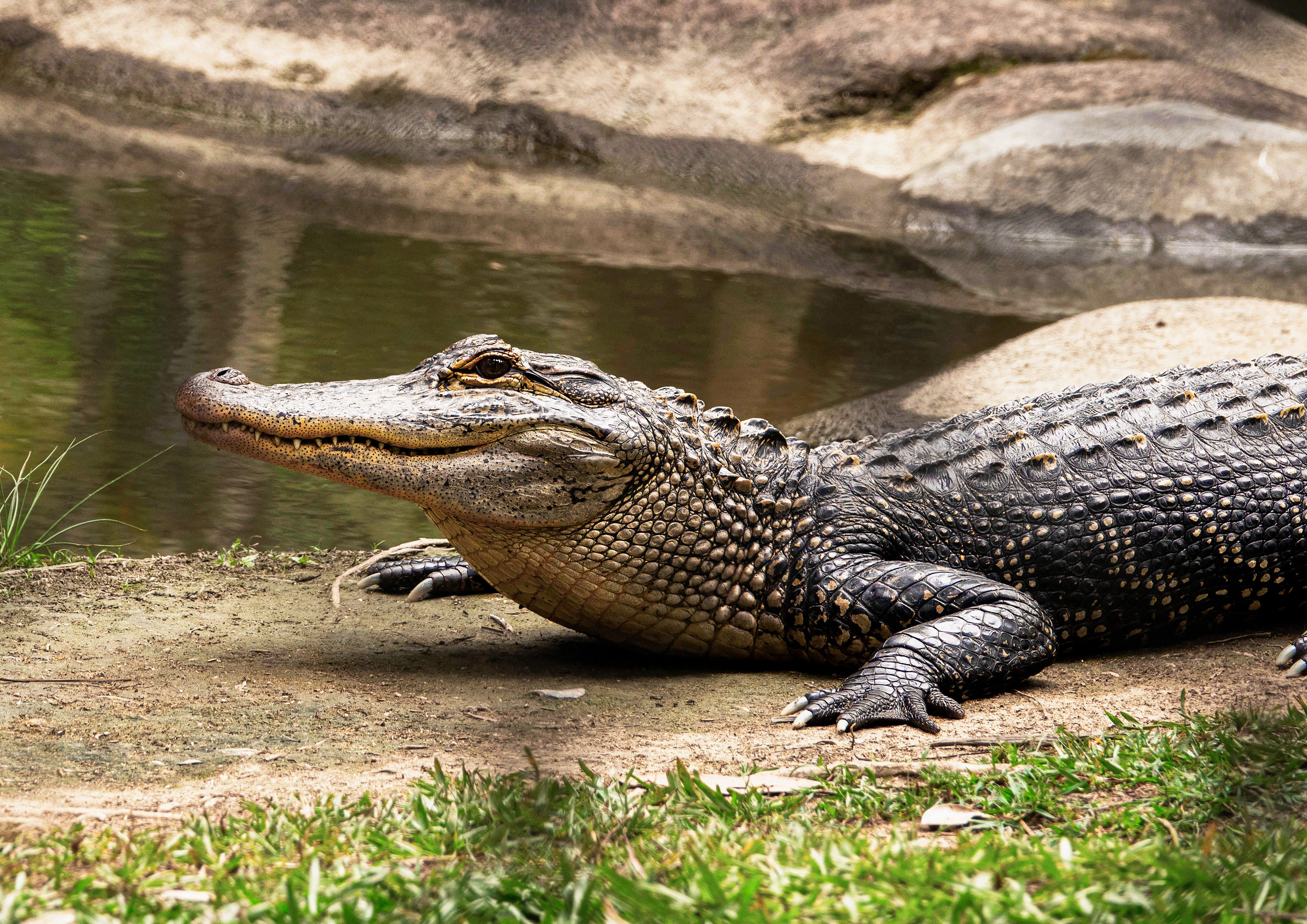 Крокодил картинка. Австралийский узкорылый крокодил. Пресмыкающиеся крокодил рептилии. Квинкан крокодил. Сухопутные крокодилы квинканы.
