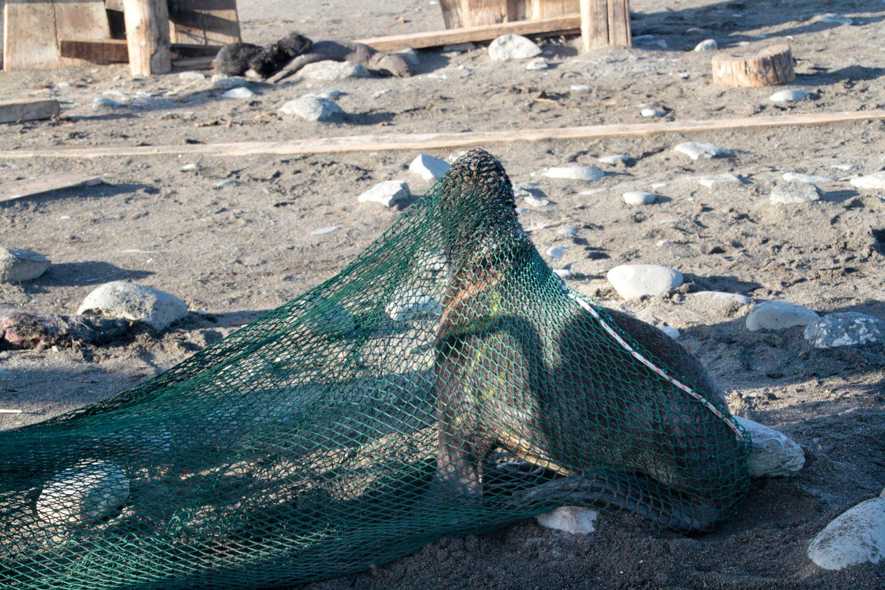 Кадры спасения тюленей. Фото © Telegram / Клуб "Бумеранг"