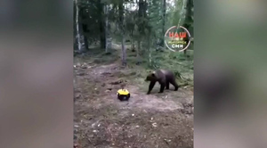 Медведь "отомстил" пожарным за сгоревшую берлогу, съев их консервы и оладьи