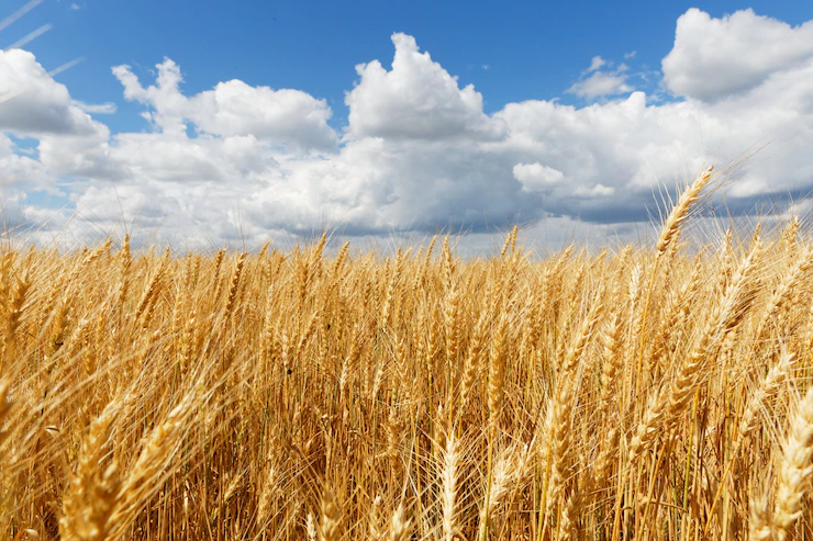 Франция и Румыния подпишут соглашение о расширении экспорта украинского зерна 12 сентября