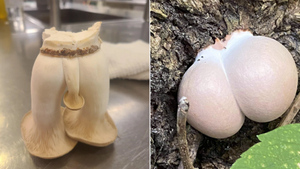 10 грибных приколов, которые отмочила природа, и не рассмеяться над этим ну просто невозможно