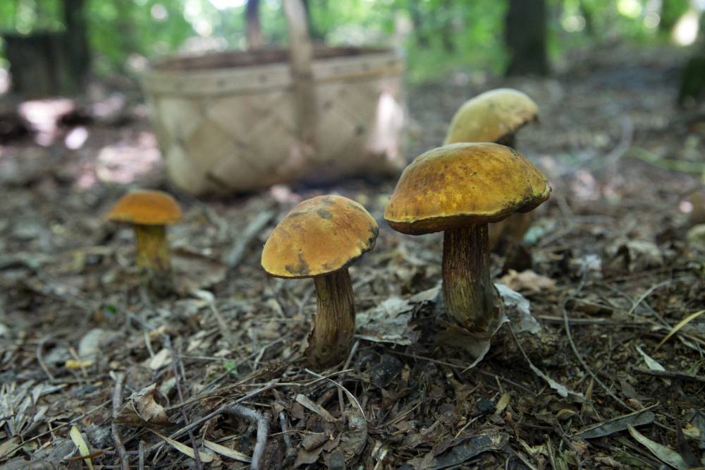 Первая помощь при отравлении грибами: Две ошибки, которые могут стоить жизни