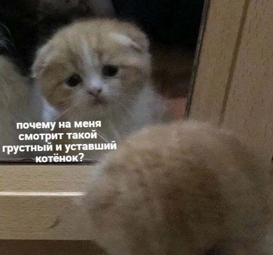Фото © Twitter / RussianMemesLtd