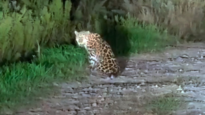 "Какой-то бешеный": Пытавшийся напасть на человека дальневосточный леопард попал на видео