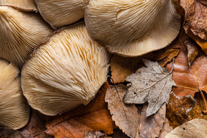 Названы грибы, которые можно есть сырыми