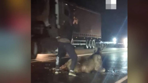 "Не пропадать же мясу": Житель Урала с топором набросился на сбитого лося