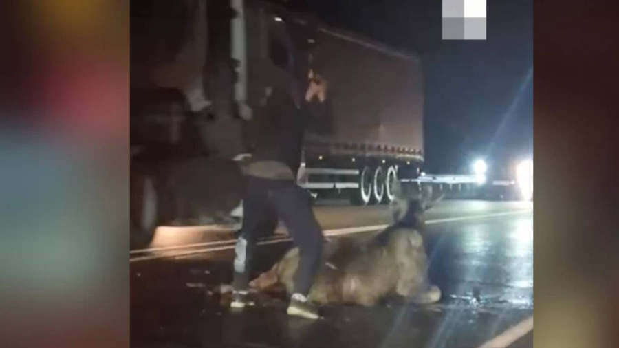 Водитель набросился на лося с топором. Кадр из видео © E1.ru
