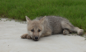 Учёные клонировали арктического волчонка, и он уже перерос свою "суррогатную маму" — собаку породы бигль