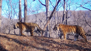 Пять амурских тигрят впервые угодили в фотоловушку вместе с матерью