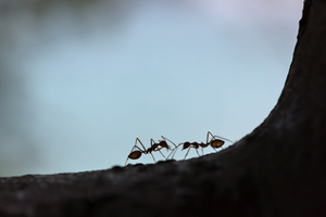 Цифра с пятнадцатью нулями: Посчитаны все муравьи на Земле