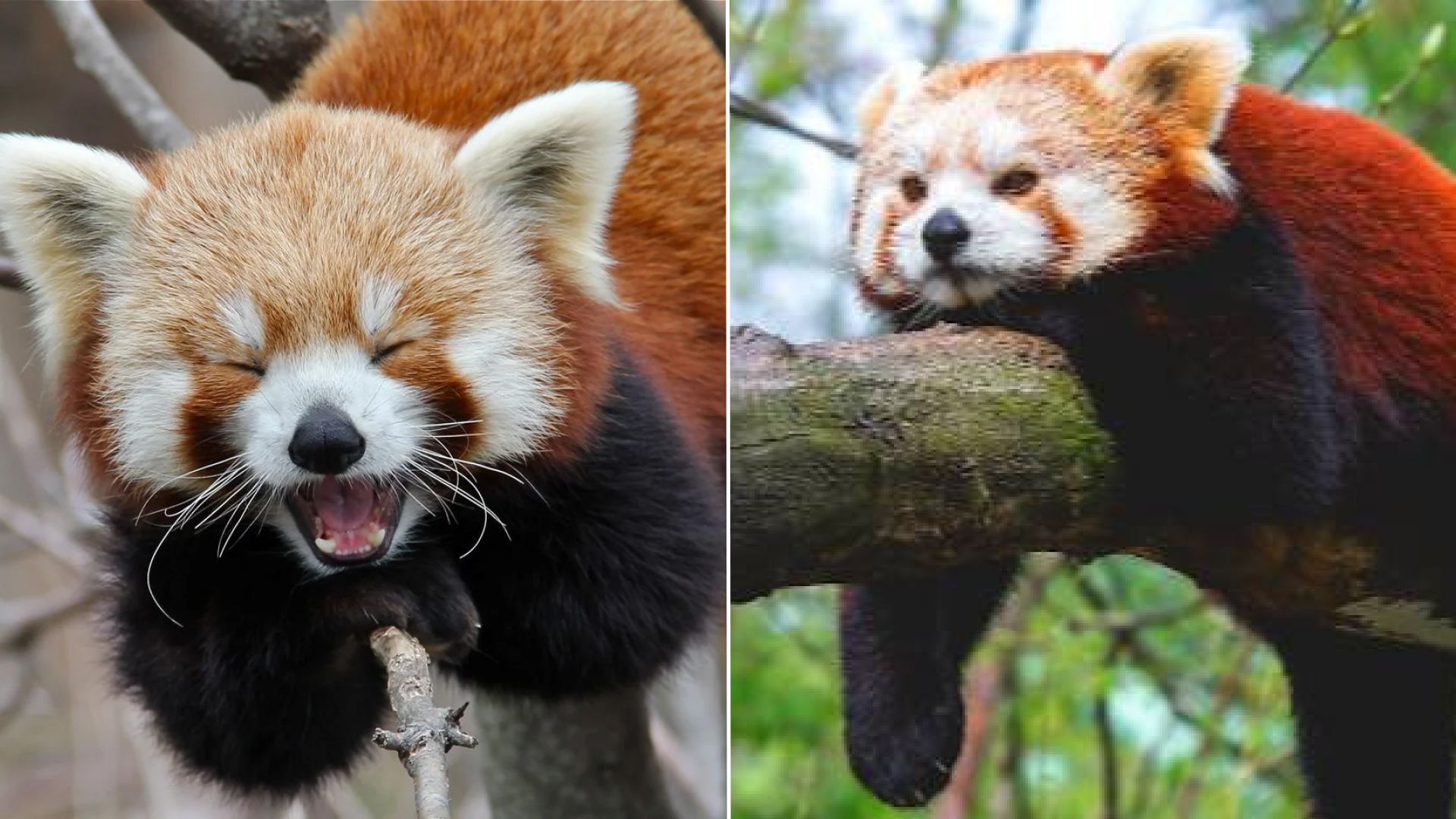 10 фото красных панд, увидев которые, вы сразу поймёте, кто тут самые милые животные на планете
