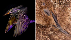 10 лучших птичьих фотографий 2022 года, от одного вида которых вас точно окрылит