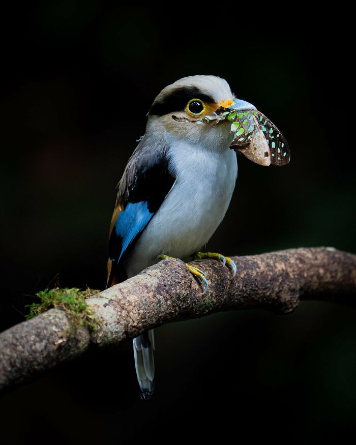 Фото © birdpoty.com, Понлават Тайпиннаронг