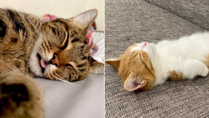 10 фото таких уставших котов, что кажется, хвостатые тоже работали всю неделю