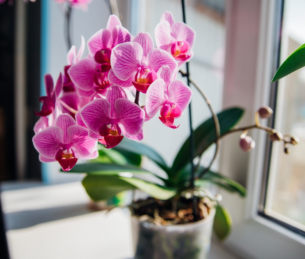 Орхидея считается растением-вампиром. Фото © Shutterstock