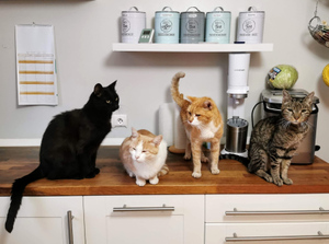 "Котозависимость": Ветеринар объяснила желание завести много кошек ближе к старости