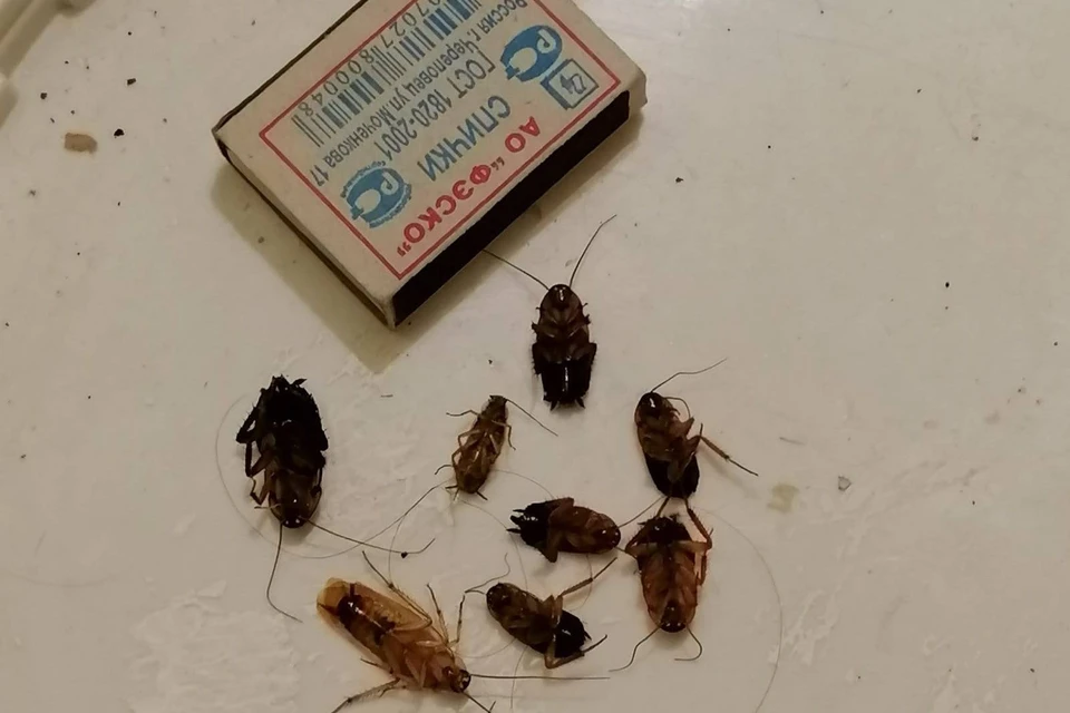 Усатая угроза: Полчища южноазиатских тараканов не воспринимают яд и сами отравляют жизнь жителям Иркутска