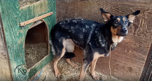 В Иркутске ищут хозяев псу, который из-за мобилизации остался без семьи