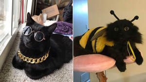 10 фото котиков, которых так смешно нарядили, что не схватиться за живот невозможно