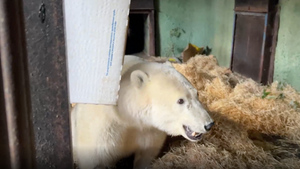 Слишком быстро набирает: Спасённого на острове Диксон медведя посадили на диету