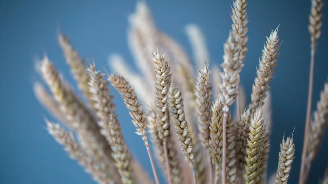 В РФ призвали запретить сделки западных зерновых трейдеров в стране