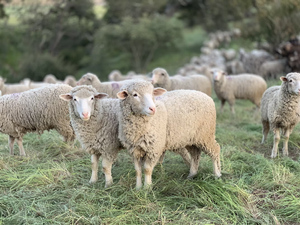 В Туве семьям мобилизованных раздали по живой овце