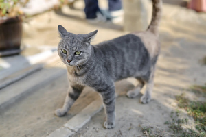 Пушистый спасатель: На Сахалине кот бросился за детьми – похитителями щенка