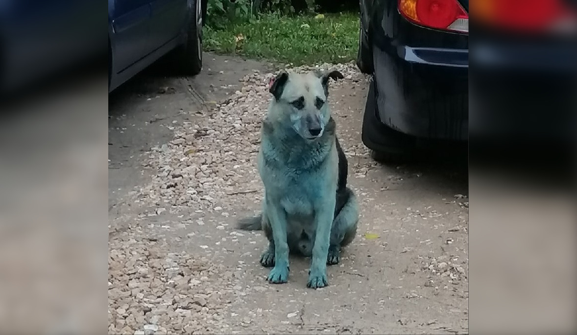 На улицах Дзержинска вновь заметили синих собак