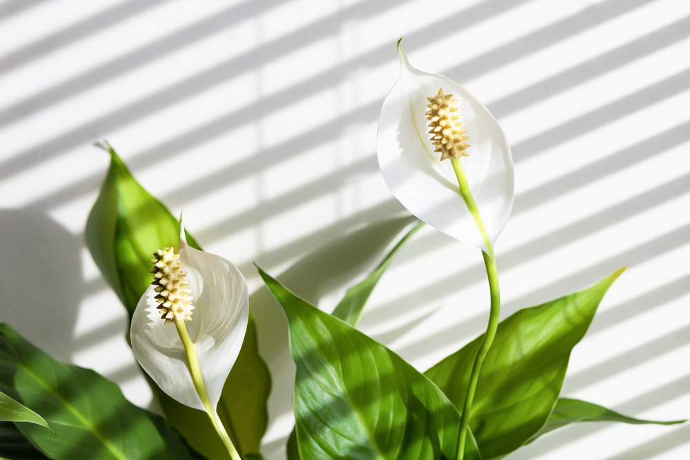 У спатифиллума есть ещё одно название — цветок женского счастья. Фото © Shutterstock