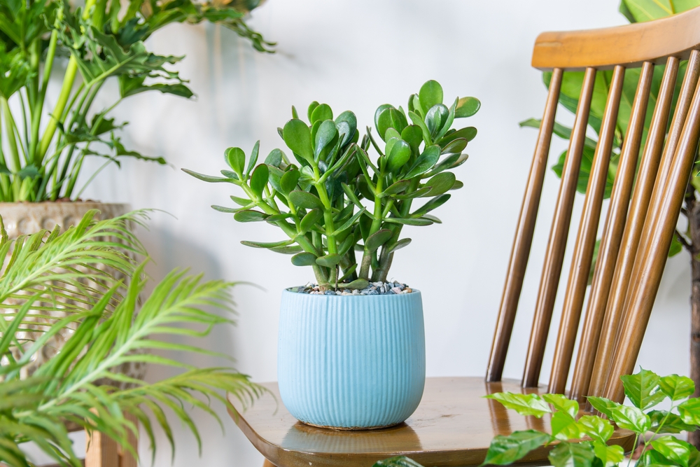 Растение обладает особенным свойством притягивать в дом богатство и счастье. Фото © Shutterstock