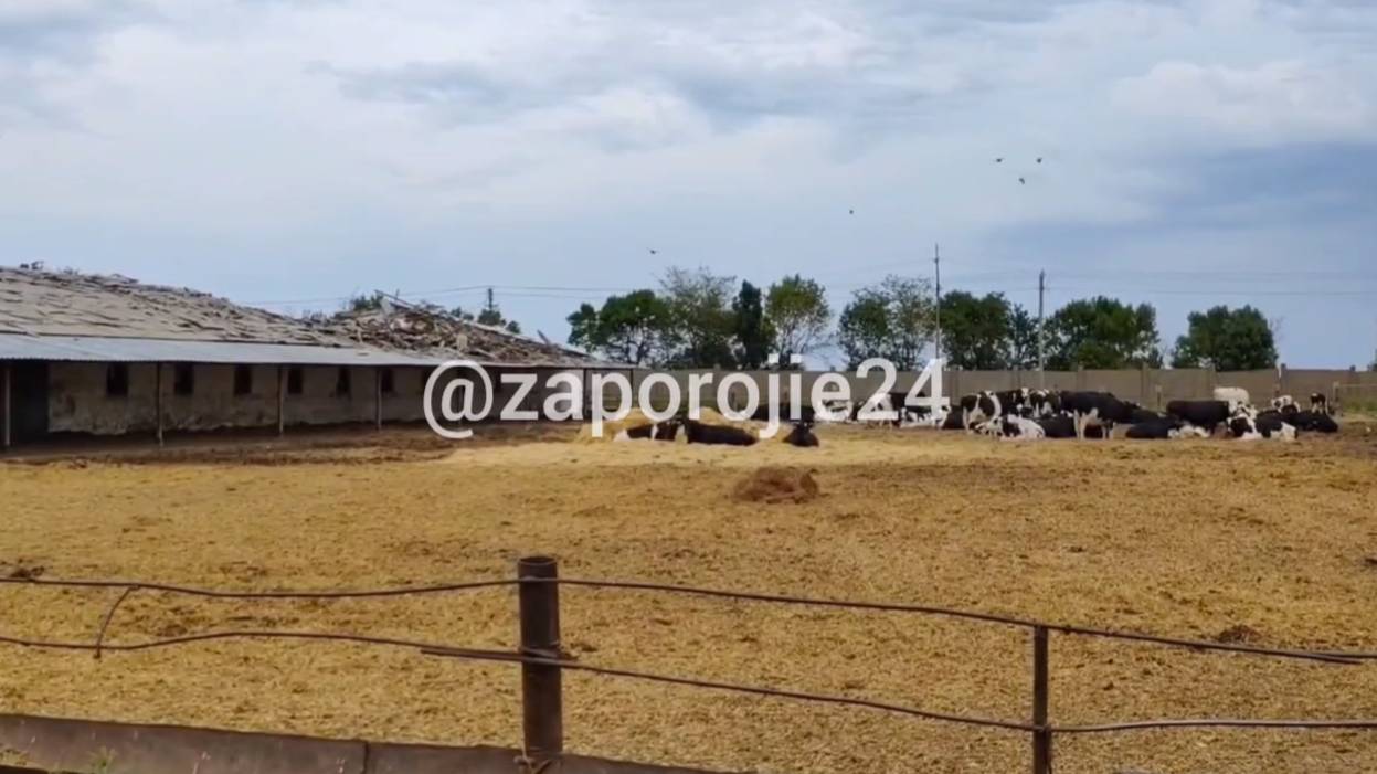 Около тысячи коров погибло из-за ударов ВСУ по ферме в Запорожской области