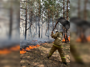 На севере Казахстана объявлен режим ЧС из-за бушующих лесных пожаров