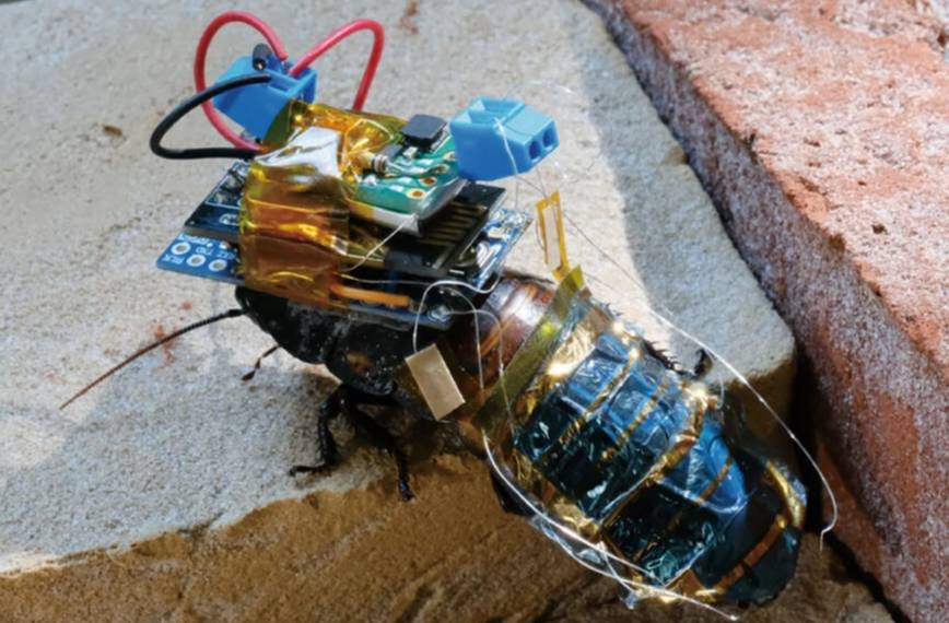 Учёные создали тараканов-киборгов для инспекции опасных зон