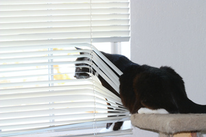 Уральского живодёра, выкинувшего кошку из окна, отправили в колонию