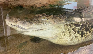 ТЦ просит оставить у себя всеобщего любимца — крокодила Гошу, но Росприроднадзор против