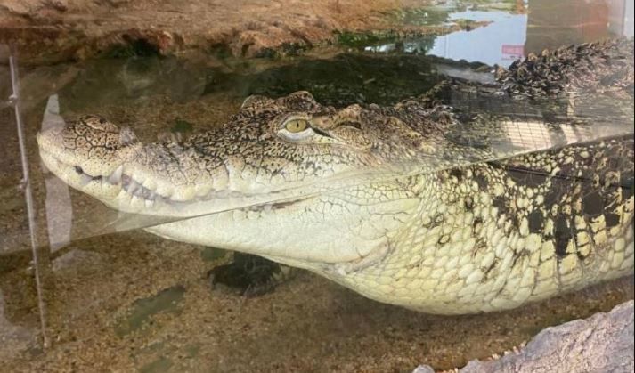 ТЦ просить оставить у себя всеобщего любимца  крокодила Гошу, но Росприроднадзор против
