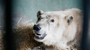 "Чудо возможно": Ветеринар допустил, что раненый медведь с Диксона вновь сможет ходить