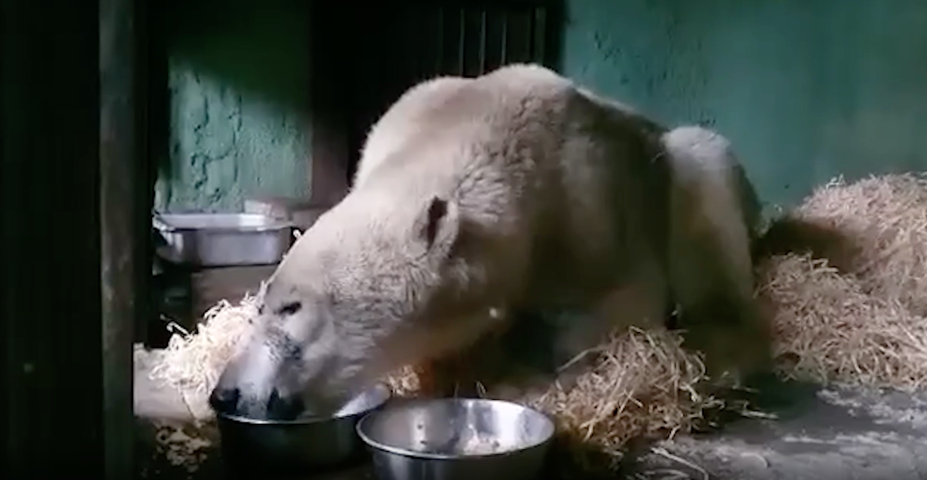 Спасённый на Диксоне раненый медведь развеселил сотрудников зоопарка водным шоу перед КТ