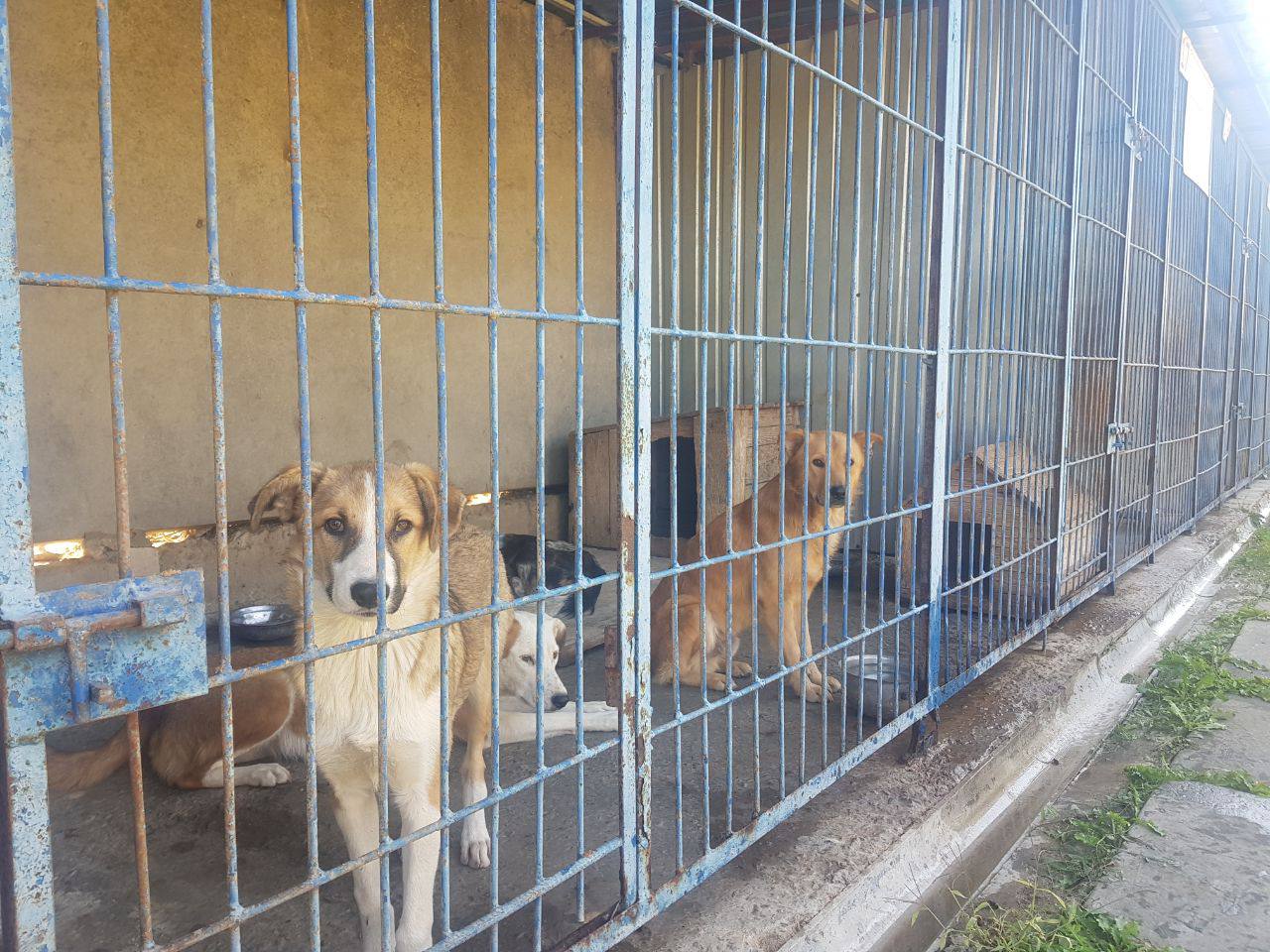 В Херсонской области начали прививать и чипировать бездомных собак