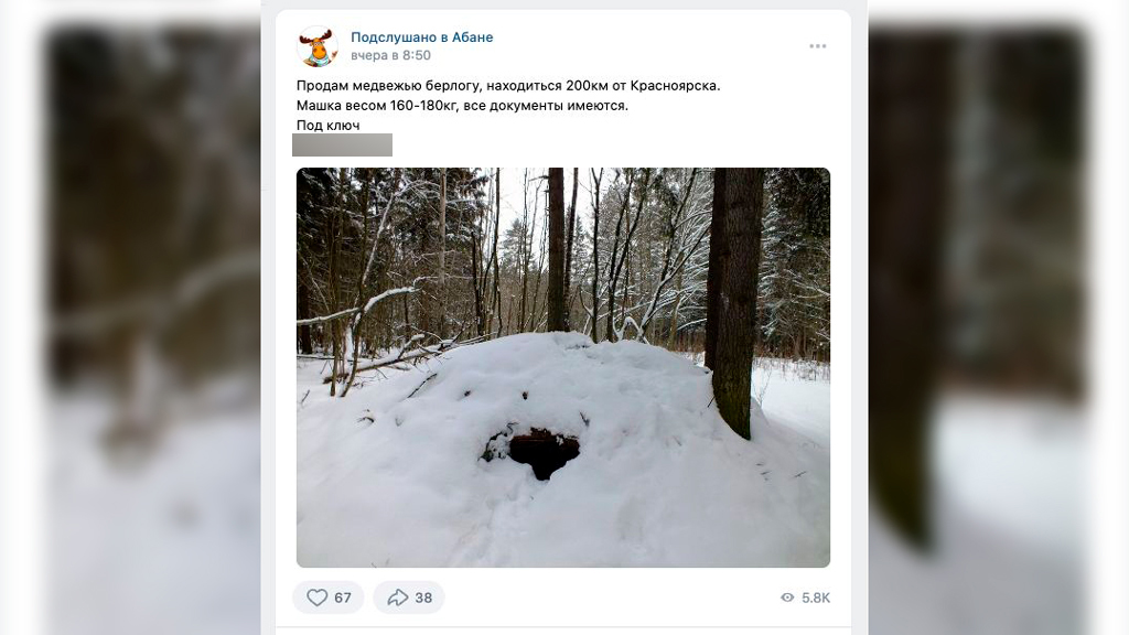 В Красноярском крае жителям предложили купить берлогу вместе с медведицей Машкой. Фото © VK / "Подслушано в Абане"