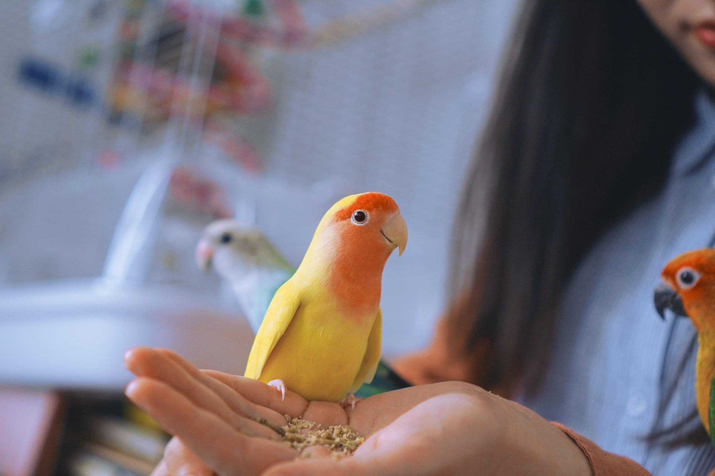В пищу для птиц не подойдут привычные людям продукты — пернатым их просто нельзя давать. Фото © Unsplash