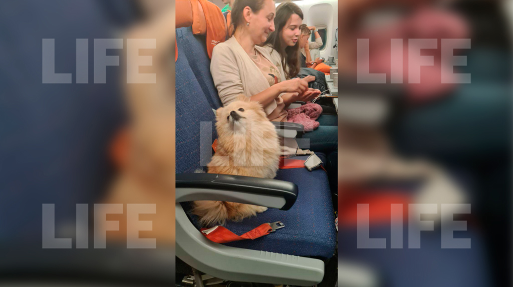 Обстановка на борту самолёта "Аэрофлота", который экстренно сел в Самарканде из-за беременной пассажирки и драки. Фото © LIFE