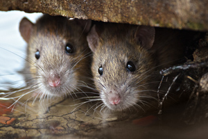 В Индии создадут "крыс-киборгов", которые будут служить в разведке