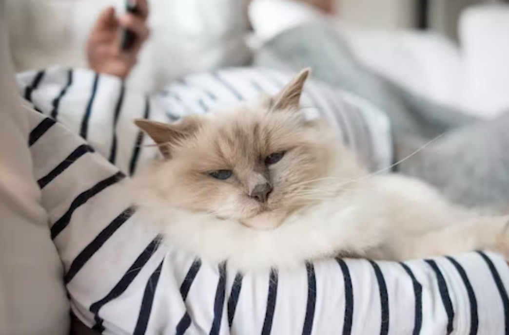 В России хотят запретить проводить кошкам варварскую операцию мягкие лапки