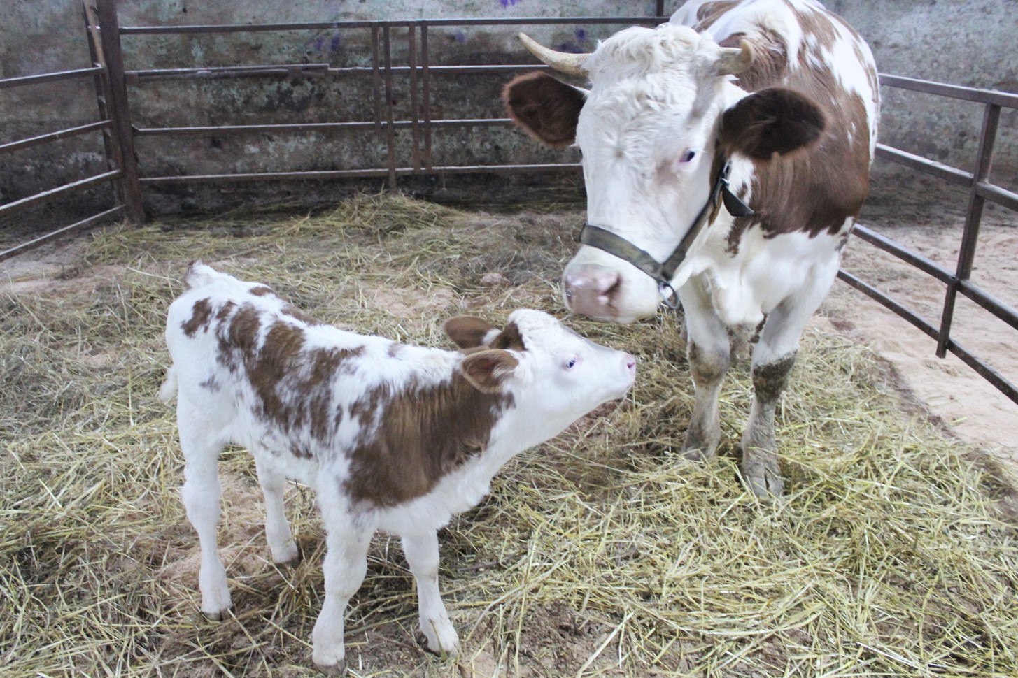 Знакомьтесь, Декабристка: Клонированная корова впервые в России принесла потомство