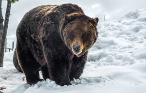 На Камчатке медведь-шатун загнал двух женщин на дерево