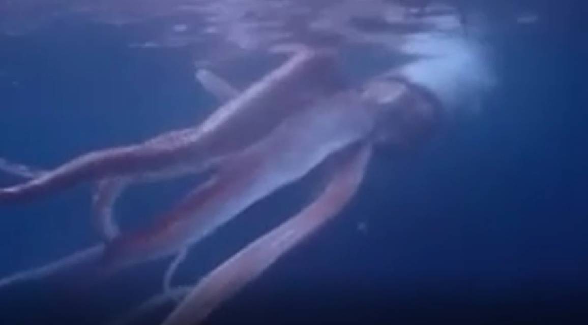 Редкие кадры: Японцам удалось снять на видео гигантского кальмара