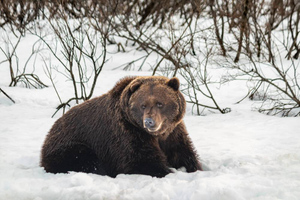 В Приморье медведь-шатун напал на лыжника