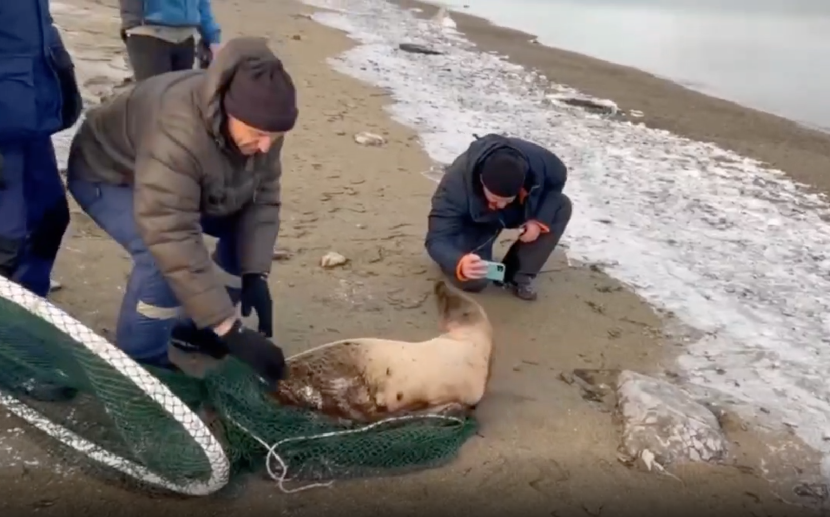 Сотрудники МЧС на Сахалине спасли детёныша тюленя, пролежавшего на льду три дня
